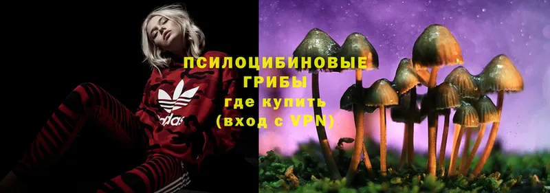 закладки  Дальнереченск  Псилоцибиновые грибы Psilocybine cubensis 